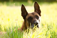 Belgischer Schäferhund: Infos zur Rasse
