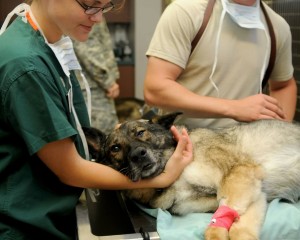 Schäferhund Gesundheit Tierarzt