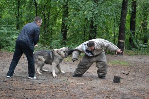 Hundesteuer bei Kampfhunden