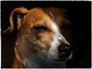 Jack Russell Terrier: Infos zur Rasse