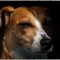 Jack Russell Terrier Infos zur Rasse