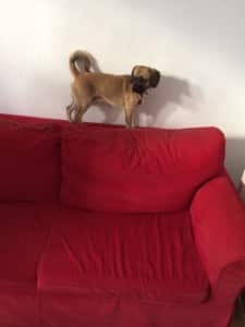 Puggle auf Sofa