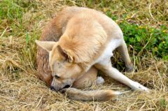 Parasiten bei Hunden: 6 häufige „Quälgeister“ unserer Vierbeiner