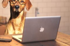 7 Hunde Tipps für Hundebesitzer, um Job und Tier zu vereinen