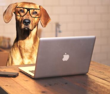 7 Hunde Tipps für Hundebesitzer, um Job und Tier zu vereinen