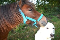 Spaß mit Hund und Pferd: 3 wichtige Tipps